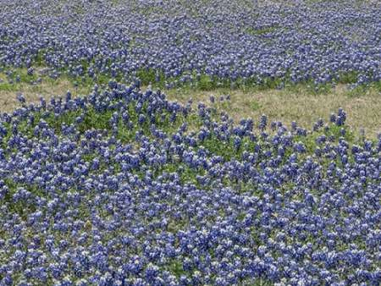 A profusion of Bluebonnets, in a field in Boerne, TX Poster Print by Carol Highsmith - Item # VARPDX468110